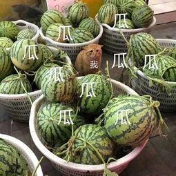 中国娱乐吃瓜,揭秘中国娱乐界的“吃瓜”盛况