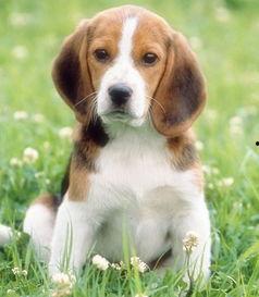 娱乐吃瓜酱精神抚慰犬